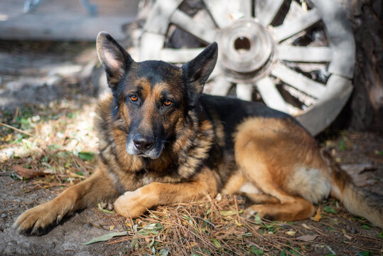 a german shepperd dog with a wooden wheel on the background