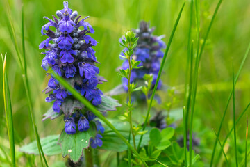 navy blue flowers of the stoloniferous bugle against the background of green leaves