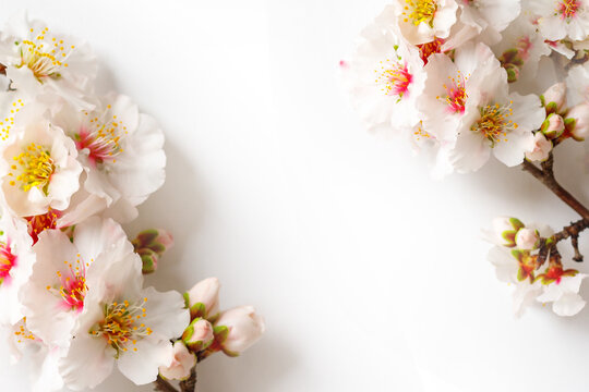 Photo of spring white almond blossom tree on white background. View from above
