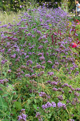 Obraz premium close-up of flowering vervain blue, Verbena hastata