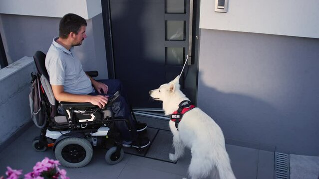 Assistance dog helping a man in an electric wheelchair leave the home by closing the door, high angle view. Mobility service and support dogs concept.