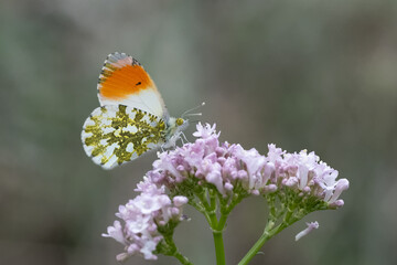  Turuncu Süslü » Anthocharis cardamines » Orange-tip