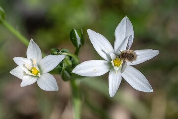 Obraz premium white spring flowers