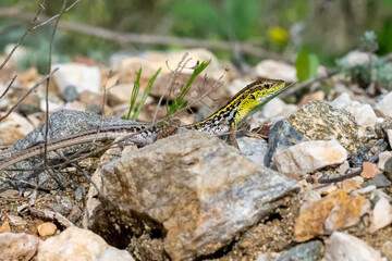 lizard on a stone
