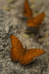 Schmetterling Tagfalter