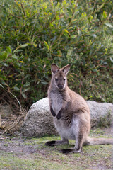 wildes Wallaby