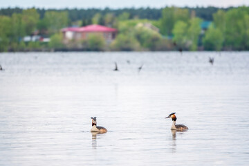 Two Great Crested Grebes swim in the lake