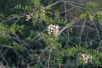 A tree branch with small white flowers and green leaves