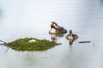 Two waterfowl birds Great Crested Grebes swim in the lake near its nest with eggs, nesting time on the green lake