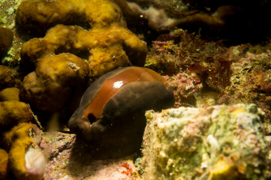 Cowrie, Cowry, Luria lurida, Mollusca, Gastropoda, Cypraeidae, Alghero, Capo Caccia, Sardinia, Italy (Mediterranean sea)..Ciprea