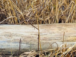 Horizontal smooth weathered tree log in dried wetland grass