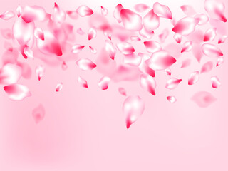 Pink sakura petals confetti flying and falling - 773440730
