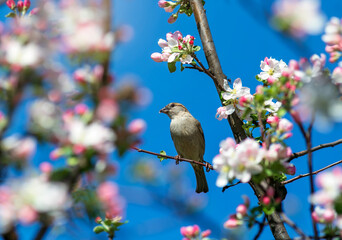  a sparrow bird sits in the spring garden among the flowering branches of a pink apple tree.