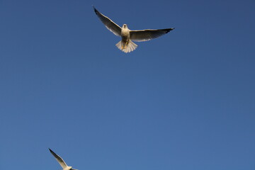 Gaviota