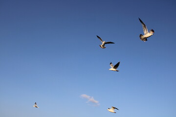 Gaviotas