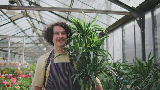 A greenhouse shop worker carries a large dracaena plant and places it on the floor. Male worker in a greenhouse. Portrait of a man holding a pot of beautiful green plants. Botanist salesman in a plant