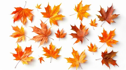 Scattered Autumn Dry Orange Maple Leaves Isolated on White Background