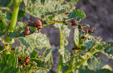 Colorado potato beetle, Leptinotarsa Decemlineata Developmental Stages on Potato Plant