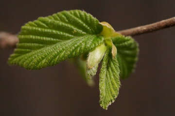 The delicacy and vibrant colors of young hazelnut leaves, European hazel; Corylus avellana; macro...