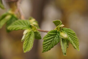 The delicacy and vibrant colors of young hazelnut leaves, European hazel; Corylus avellana; macro...
