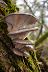 Shiny brown oyster mushroom hats in drops of water growing on a mossy tree trunk
