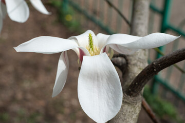 One flower of magnolia tree 