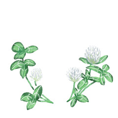 watercolor clover flower hand painting
