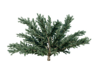 Himalayan cedar shrub (Cedrus deodara), also known as deodara cedar or just deodara. Shrub isolated for composition.