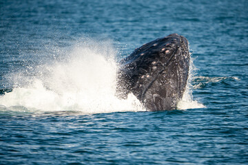 Humpback Breaching