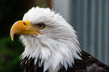 Eagle Headshot