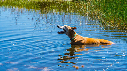 Cachorro Galgo Pet Praia Animal Canino Corrida Areia Mar Oceano Relaxamento Verão Brincadeira...