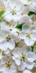 White Flowers Background Border. Beautiful Blossom Bloom in Closeup