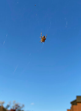 Spider on the web. Spider in the blue sky with prey in its web.