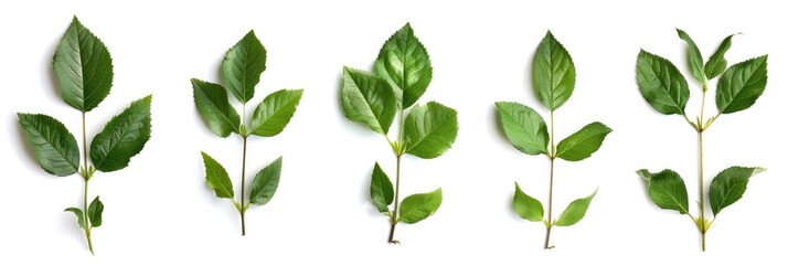 Leaf Beauty. Fresh Green Rose Leaf Foliage Detail Isolated on a Spring Background