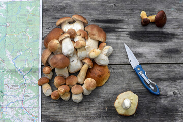 A bunch of porcini mushrooms on a wooden table, top view. Picked mushrooms (Boletus edulis), knife and topographic map.