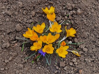 Crocus flowers grow in the ground in the vegetable garden