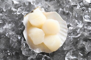 Fresh raw scallops in shell on ice cubes, top view