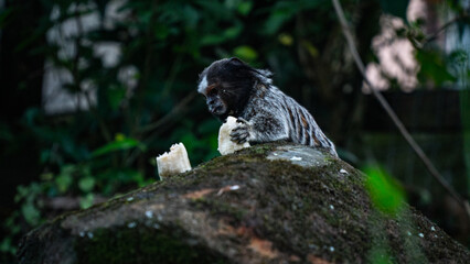 Macaco Sagui Banana Mata Atlântica Floresta Primata Pequeno Fauna Selvagem Alimentação Fruta Natureza Brasil Biodiversidade Arbóreo Árvore Folhagem Cipó Tropical Comportamento Animal Verde