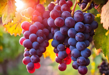 Vine grapes on tree at sunset