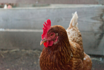 sad locking free range brown chicken