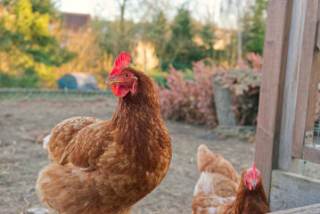 friendly looking free range chicken