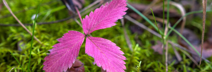 Purple raspberry leaves close up