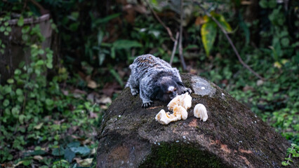 Macaco Sagui Banana Mata Atlântica Floresta Primata Pequeno Fauna Selvagem Alimentação Fruta...