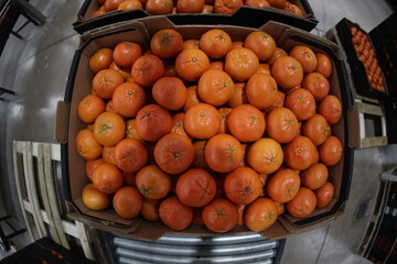 Tarocco oranges in a storehouse packaged ready exportation