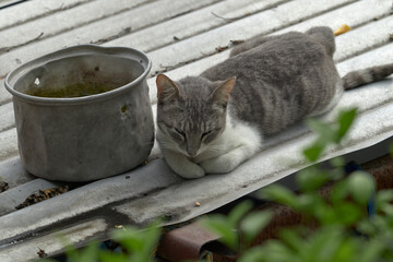 Waiting for some water. A gray with white homeless cat resting