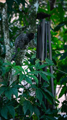 Macaco Sagui Banana Mata Atlântica Floresta Primata Pequeno Fauna Selvagem Alimentação Fruta...