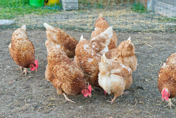 brown chickens peck grains