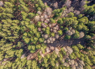 Aerial drone view of stunning colorful autumn fall forest.