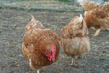 free range brown chicken
