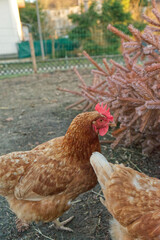 free range brown chicken